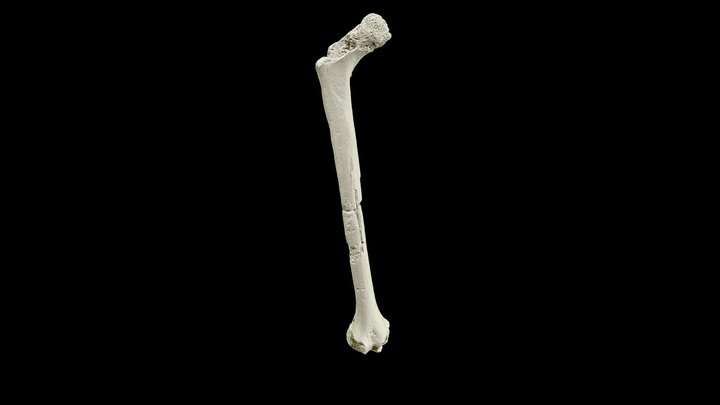 Right femur 3D Model
