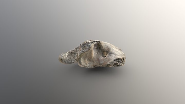 Vertebra 3D Model