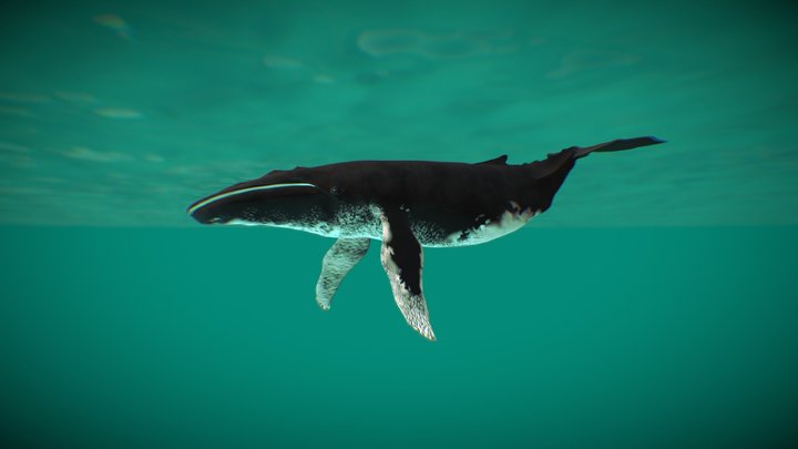 Humpback Whale 3D Model