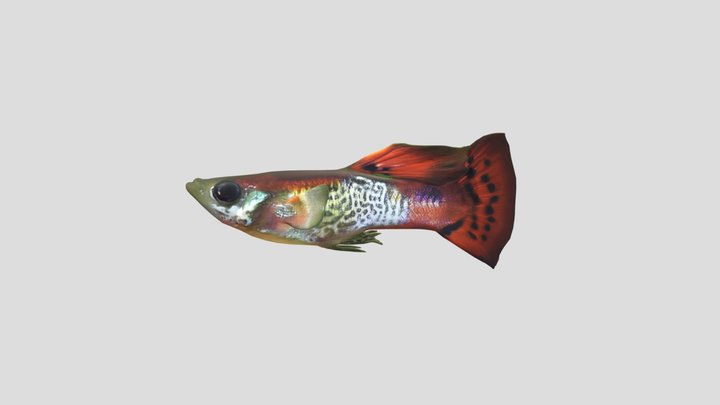 Red Cobra Guppy Male – Modello 3D gratuito STL