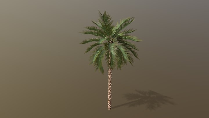 Date Palm 3D Model