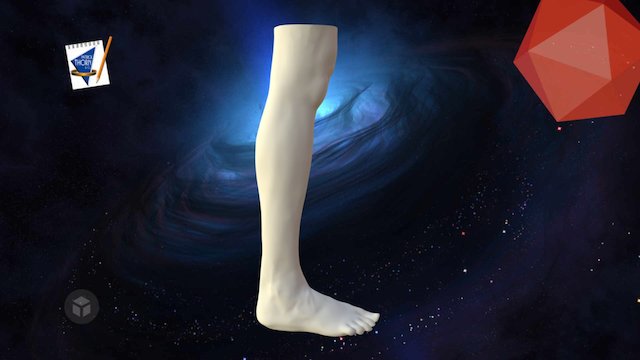Human Leg Scan 3D Model