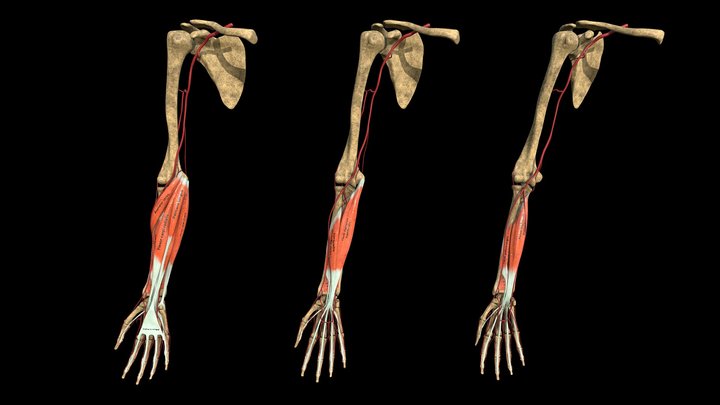 Anatomy of the Muscles + Arteries of Forearm 3D Model