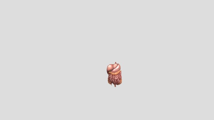 Organ Dalam Manusia 3D Model