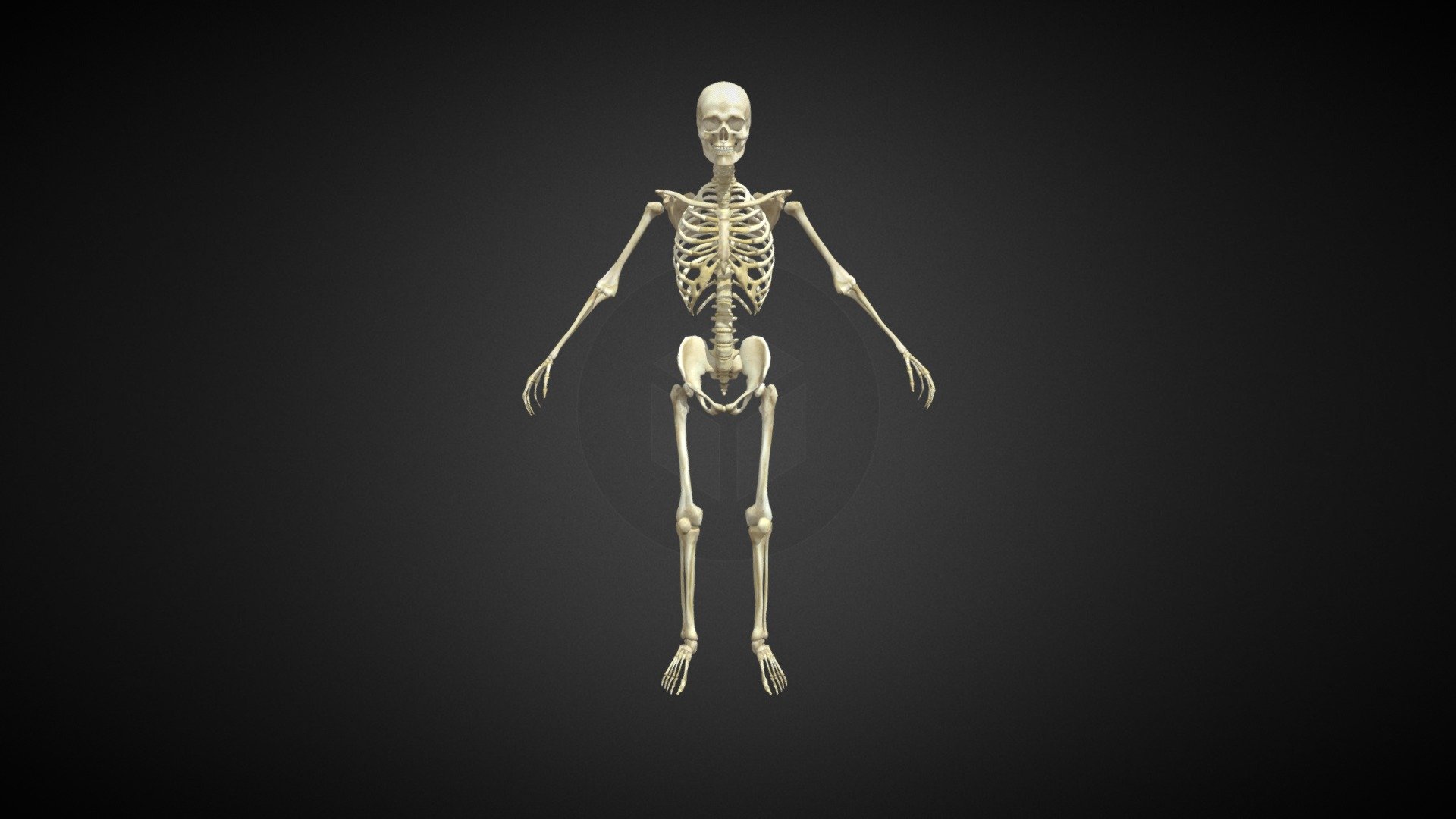 Male Skeleton - Download Free 3D model by projectkaizen (@project ...