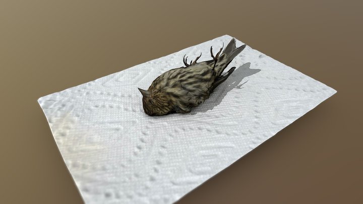 Dead Pine Siskin found on my doorstep 3D Model