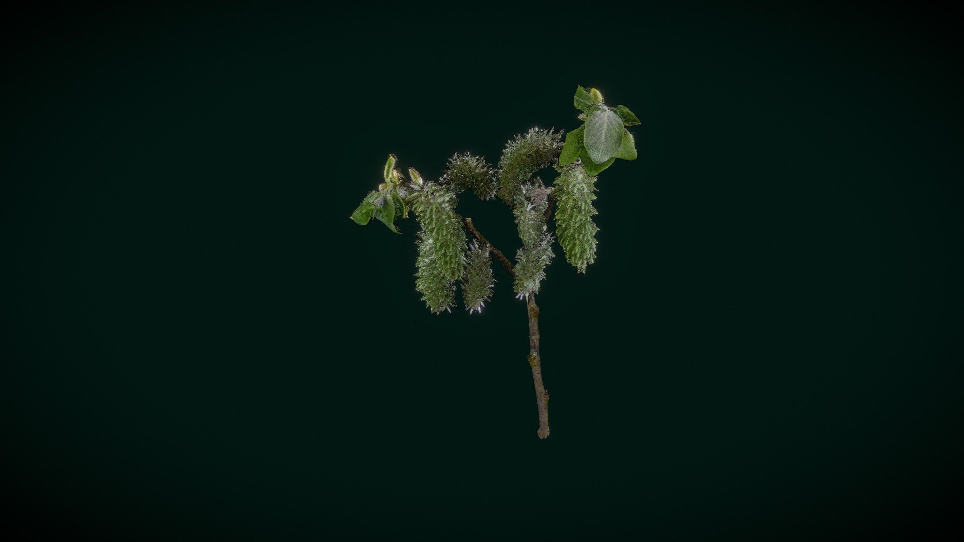 Catkin