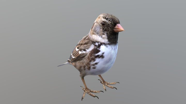 Sparrow