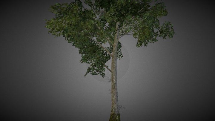 Elm Tree 3D Model