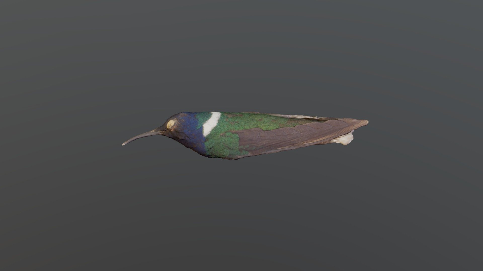 White-necked Jacobin - 	Florisuga mellivora
