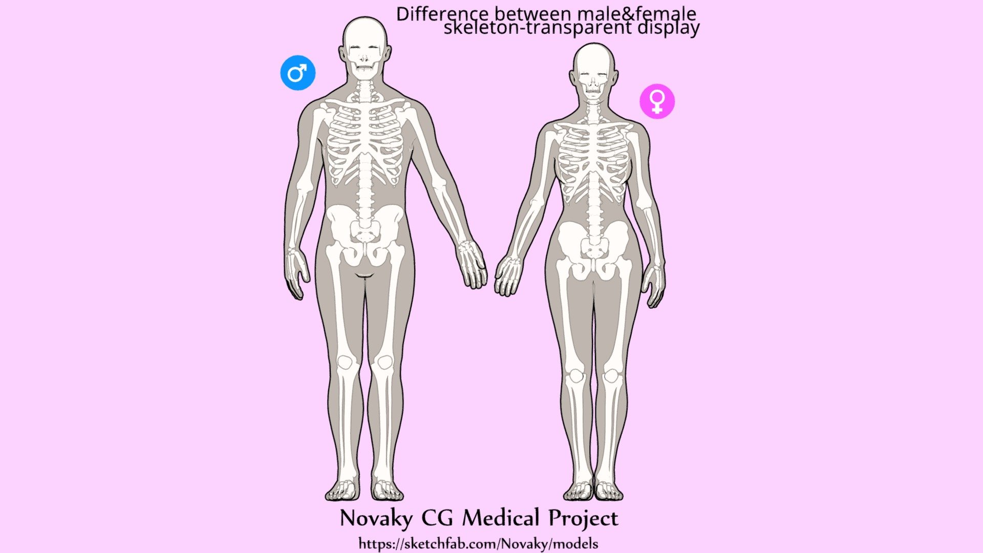 Difference Between Maleandfemale Skeleton 3d Model By 1225659838