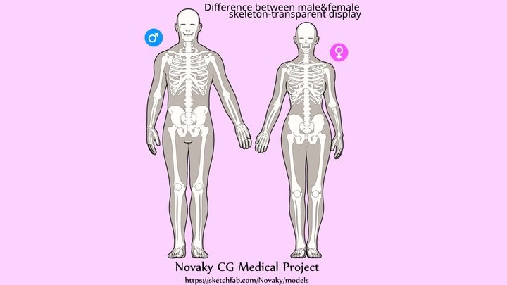 Difference between male&female skeleton 3D Model
