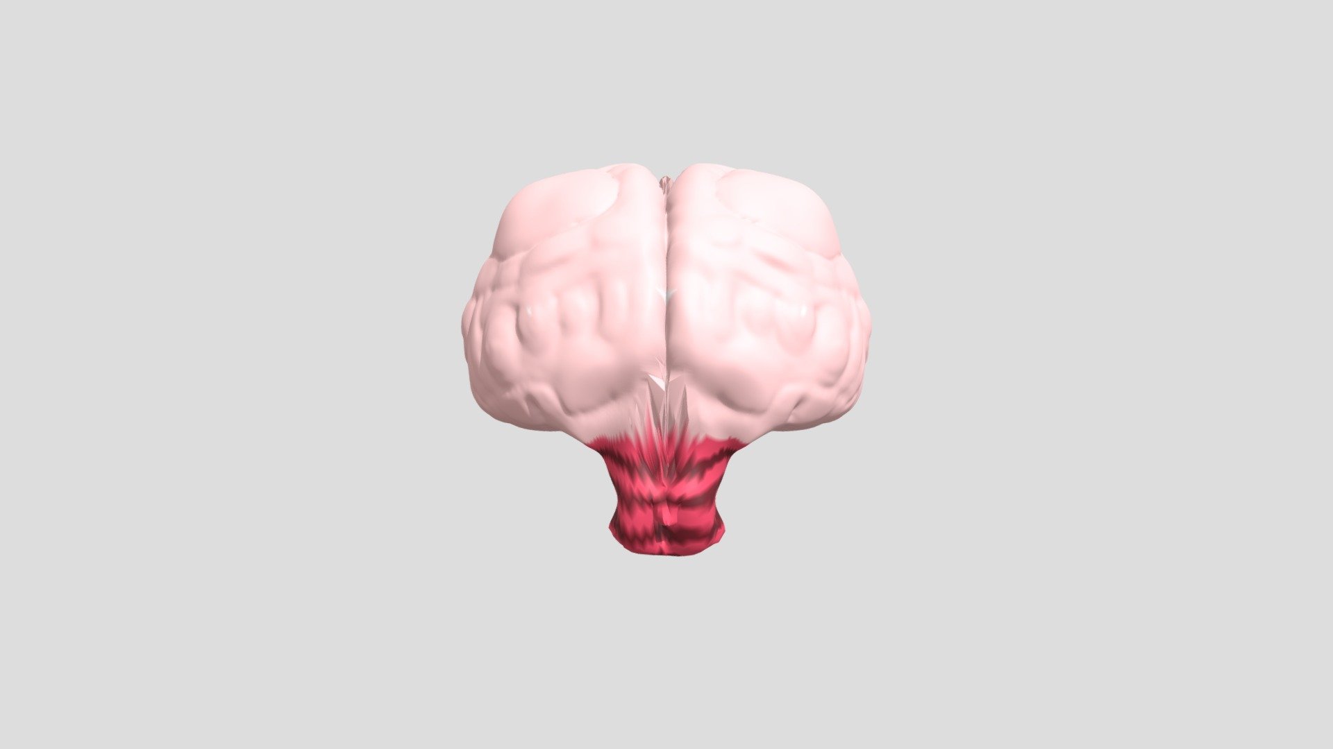 Brain - Download Free 3D model by davi.garcia.ulbrich [11c45f3] - Sketchfab
