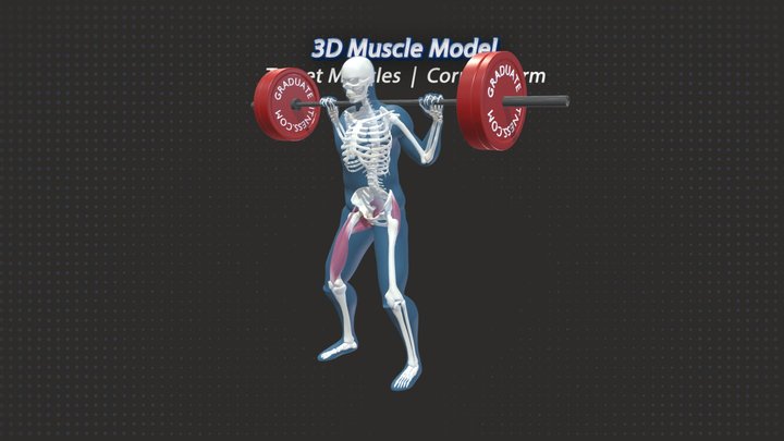 The Barbell Squat Muscles & Anatomy 3D Model