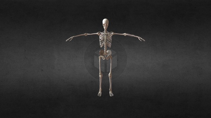 Cuerpo Humano Sistema Oseo (Femenino) 3D Model