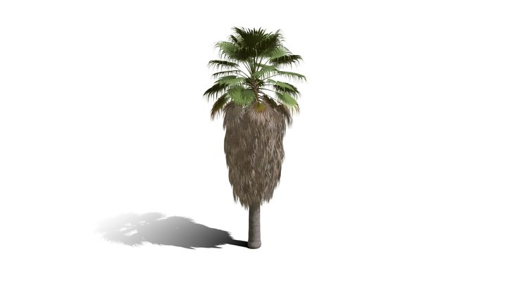 Realistic HD California fan palm (4/25) 3D Model
