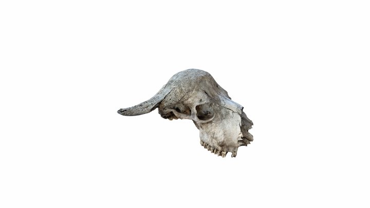Animals - Weathered Buffalo Skull 3D Scan 3D Model