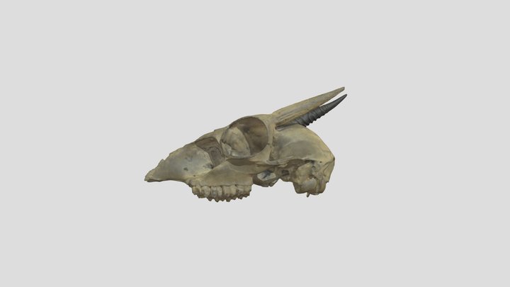 Nesotragus_moschatus_M_NML-VZ 3.1.24.6-1983.2075 3D Model