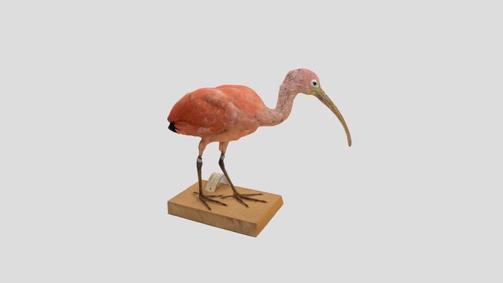 Shojotoki　ショウジョウトキ剥製　天王寺動物園 3D Model