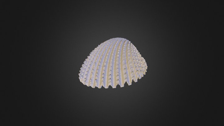 Shell - MircoCT 3D Model
