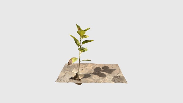 Random Plant 3D Model