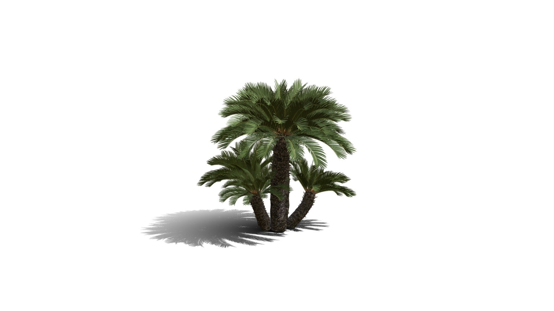 Realistic HD Japanese sago palm (33/40) — Sketchfab embed 3D viewer