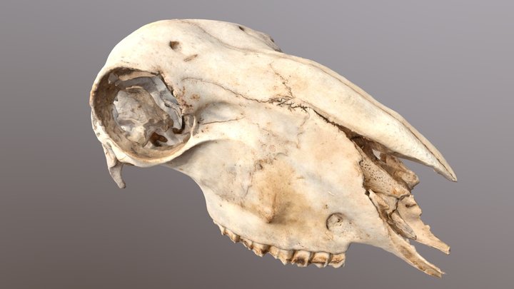 Broken Animal Skull 3D Model
