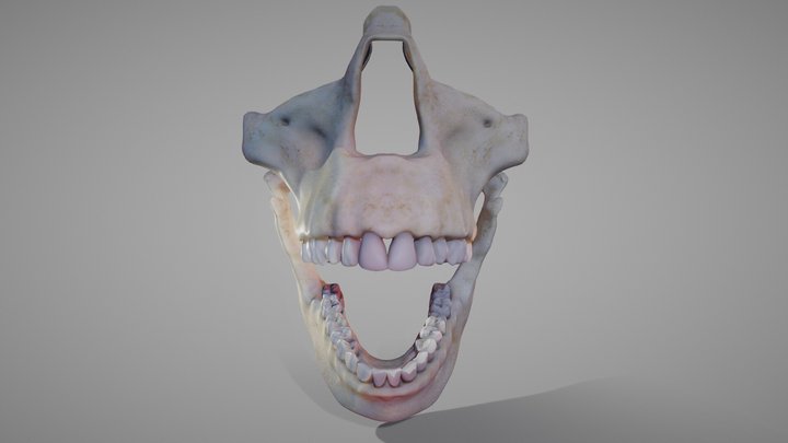 Oro-facial anatomy (animated) 3D Model