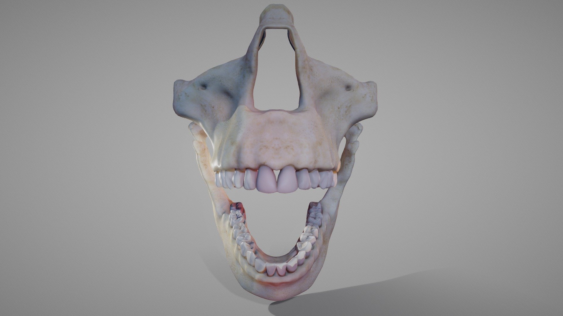 Oro Facial Anatomy Animated Buy Royalty Free 3d Model By Ebers 11d687b Sketchfab Store