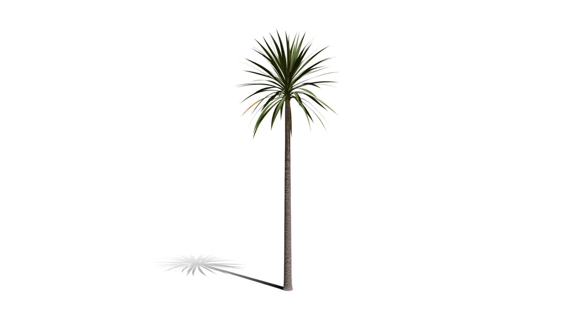 Realistic HD Cabbage tree (37/50) - Download Free 3D model by ...