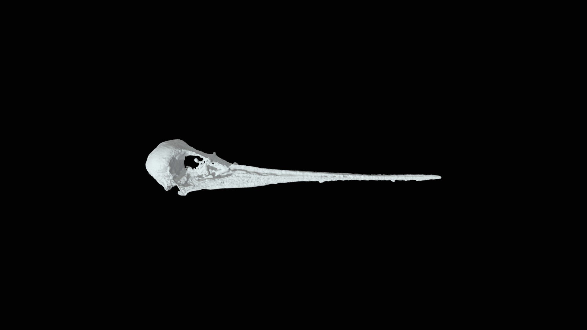 Pied Stilt (Himantopus leucocephalus)