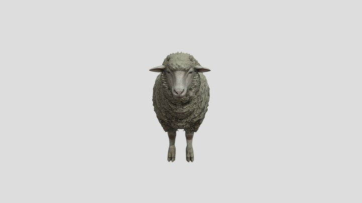 Realistic Woolly Sheep - Game Ready Asset 3D Model