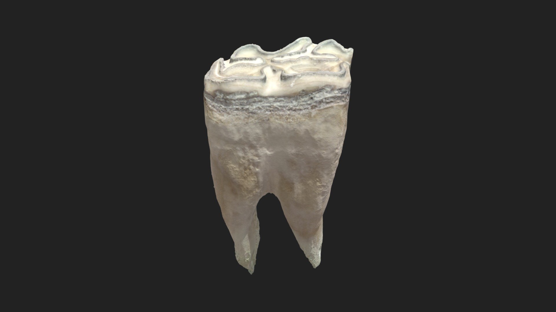 2nd cheek tooth (3rd premolar) horse - 3D model by vetanatMunich ...