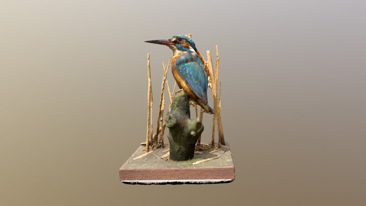 UMZC 25/Alc/1/a/66 Kingfisher 3D Model