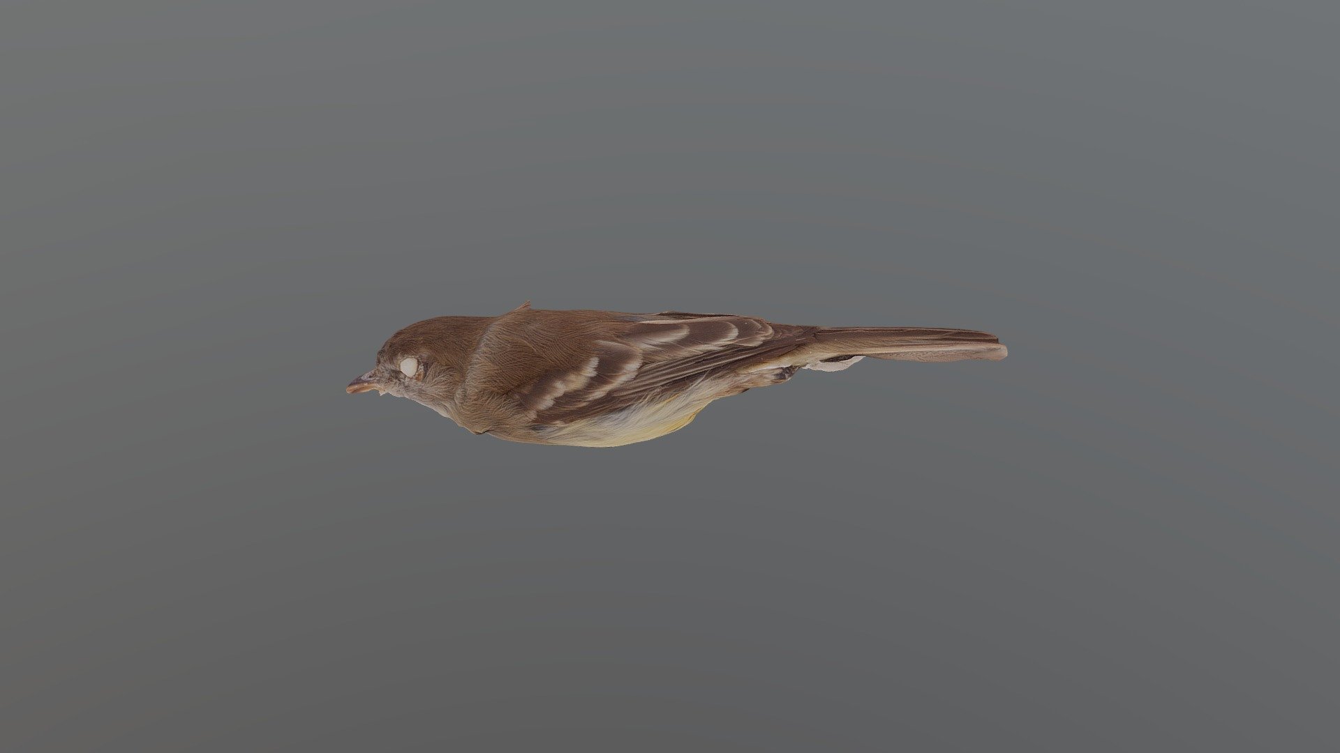 Cattle Tyrant - Machetornis rixosa