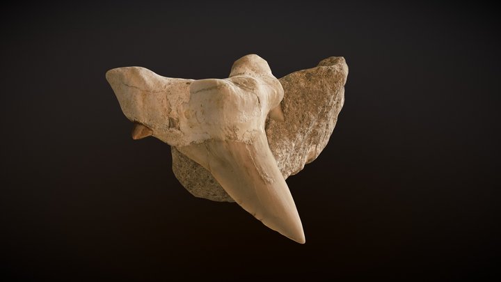 Fossile | dent de requin 3D Model