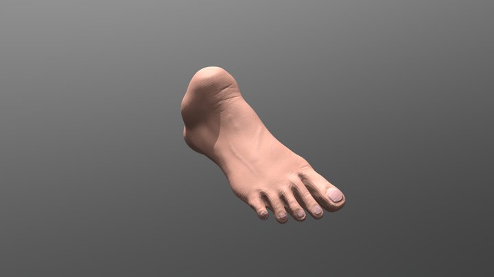 Z-brush Foot Model Study 3D Model