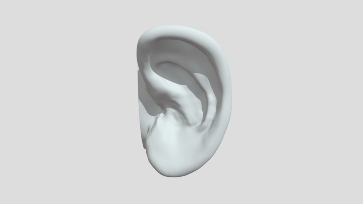 Ear Cut 3D Model