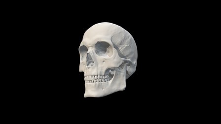 Caucasian adult male skull 3D Model