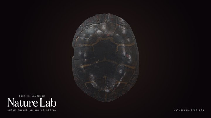 Painted Turtle Shell