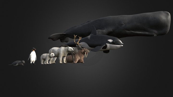 Arctic Animal Pack 3D Model