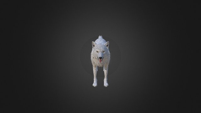 White Wolf 3D Model