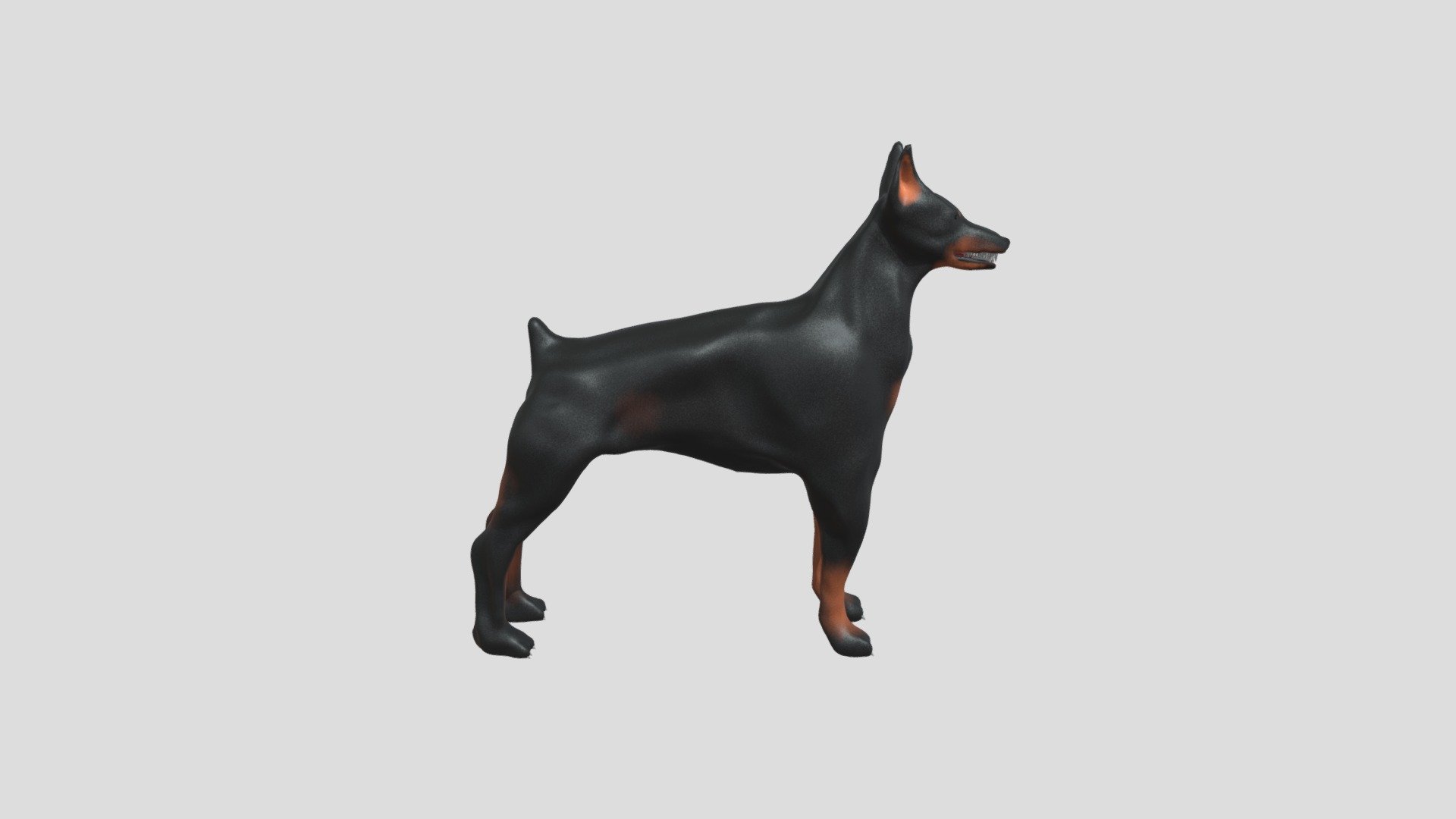 Doberman