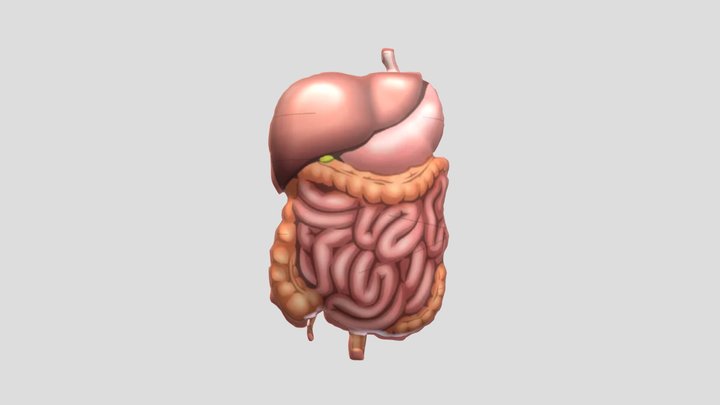Organ pencernaan 3D Model