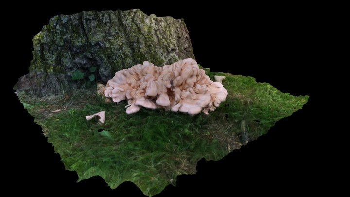 Chicken of the Woods 3D Model