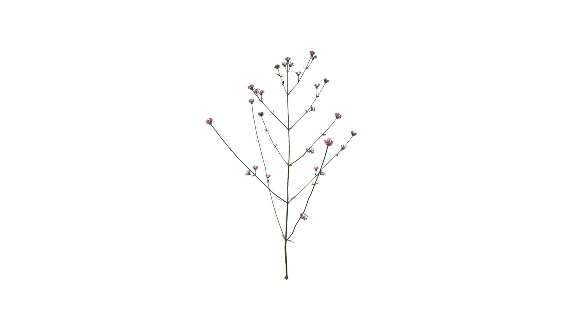 Verbena Bonariensis Lollipop