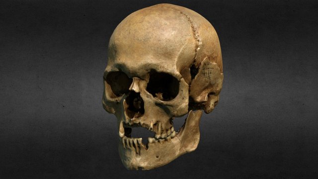 Skull decimate 3D Model