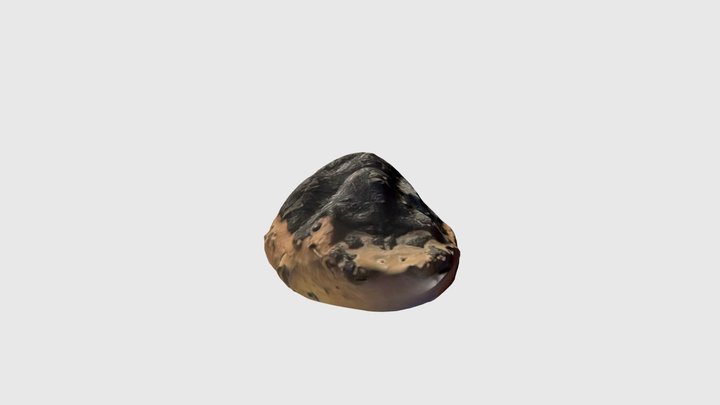 Scyllarides koenigi (Bell 1858) 3D Model