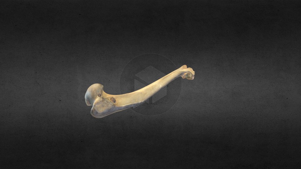 BlueLink - 3D model humerus