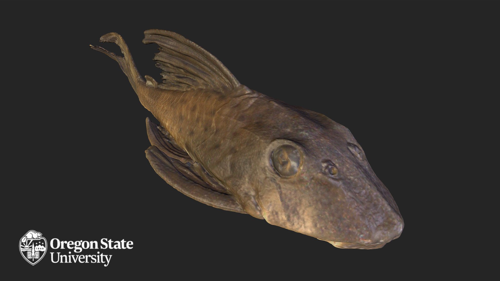 Hypostomus Taphorni - OS 18514 - Grp 18.041